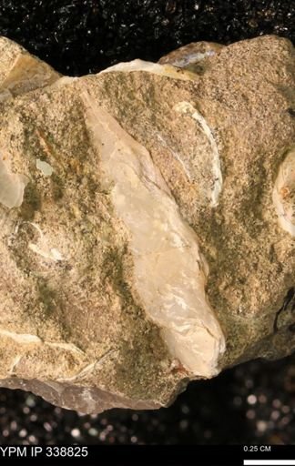 undet. Ostreidae