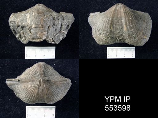 Spirifer granulosus