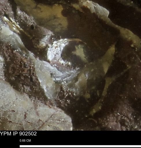 undet. Mollusca