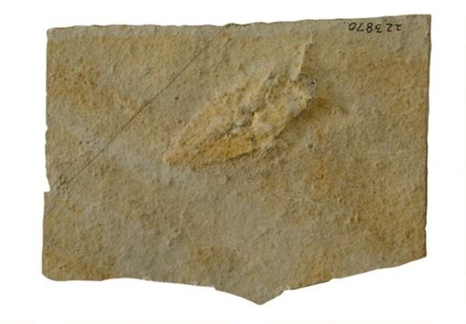 Scarabaeides deperditus