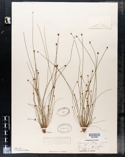Eleocharis obtusa