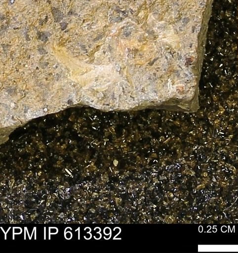 Scaphites sp.