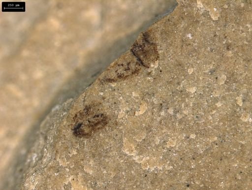 Diptera?