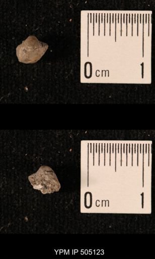 Ambocoelia planoconvexa