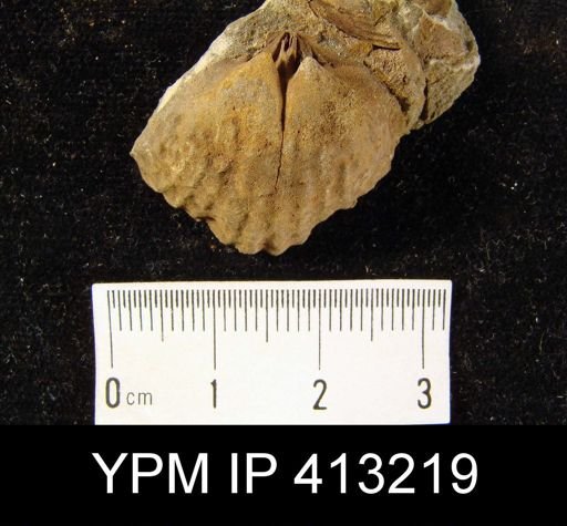 Orthorhynchula sp.