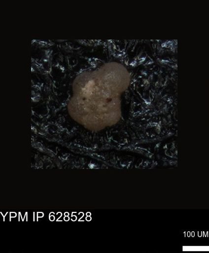 undet. Foraminiferida