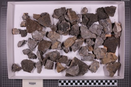 mixed taxa, stratigraphic collection