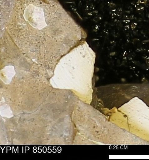 Limopsis striatopunctatus
