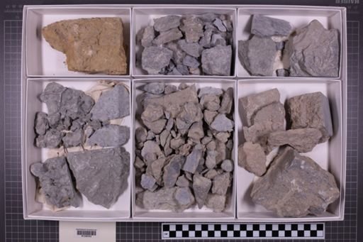 mixed taxa, stratigraphic collection