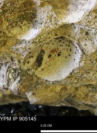 undet. Bivalvia