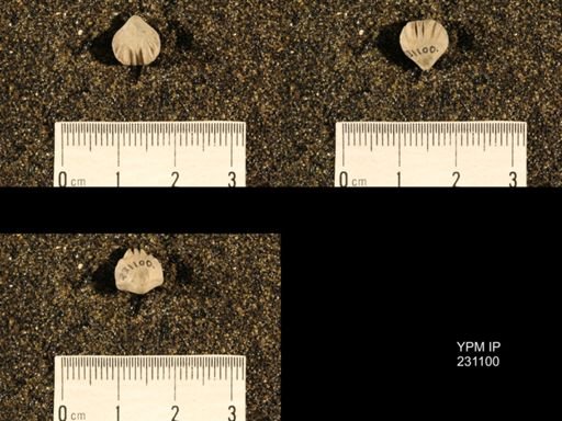 Wellerella truncata