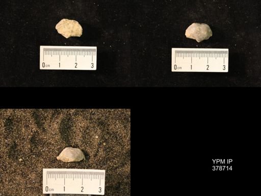 Marginifera wabashensis