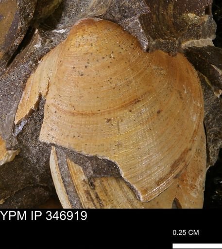 Limopsis striatopunctatus
