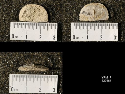 Chonetes granulifer meekanus