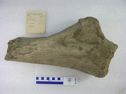 Mammuthus columbi