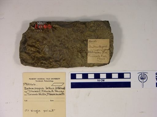 Batrachopus bellus