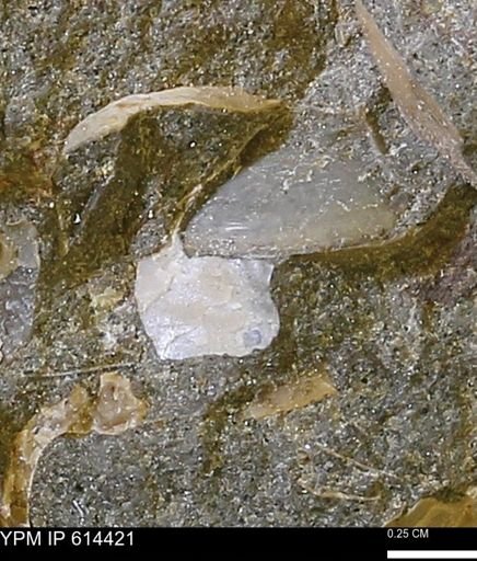 Limopsis striatopunctatus