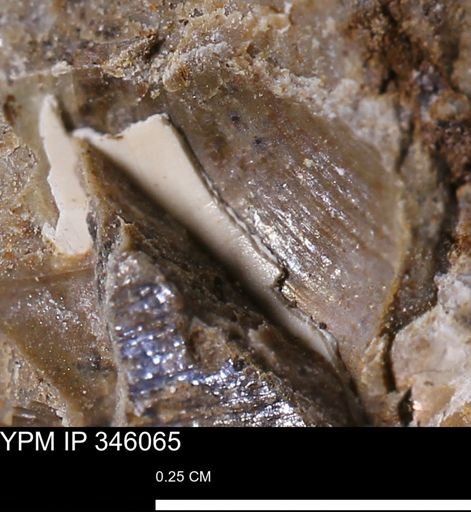 undet. Mollusca