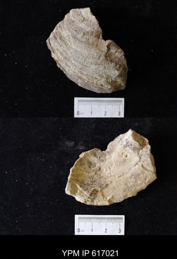 Proparreysia sp.
