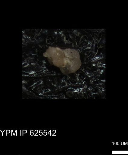 undet. Foraminiferida