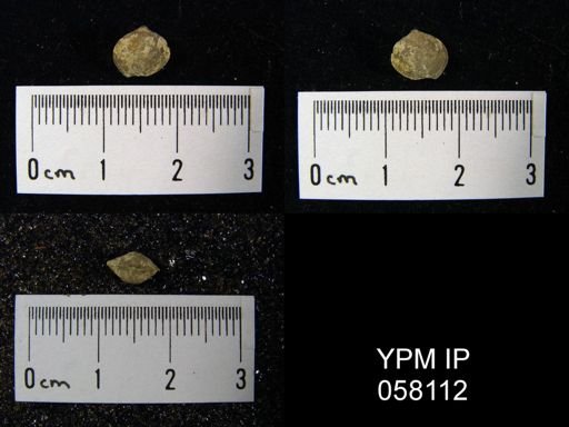 Nucleospira ventricosa