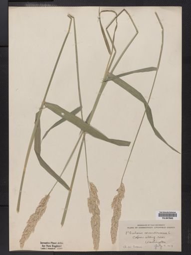 Phalaris arundinacea