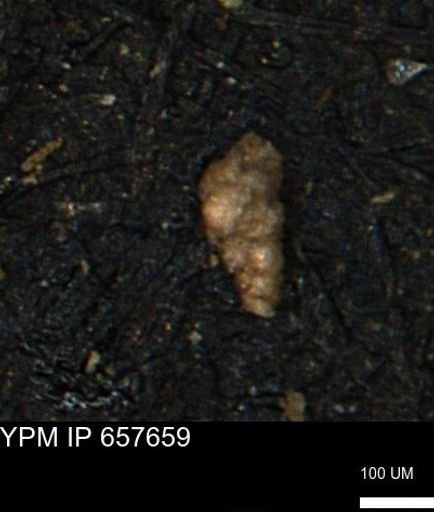 Verneuilinoides kansasensis