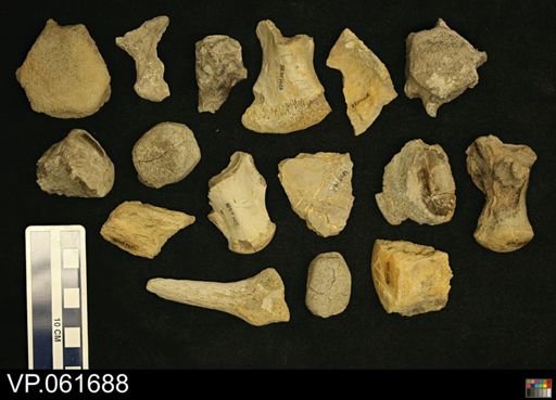 undet. Mosasauridae