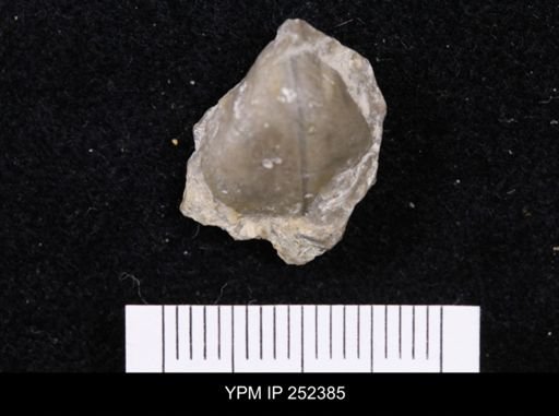 Hindella sp.