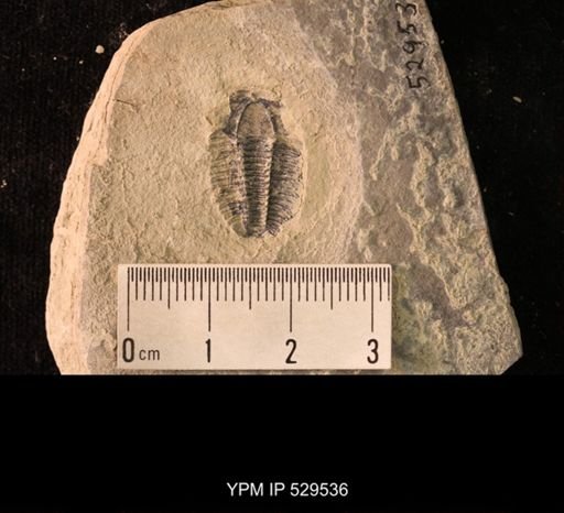 Modocia laevinucha