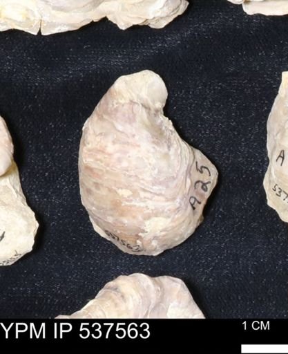 Gryphaea mucronata