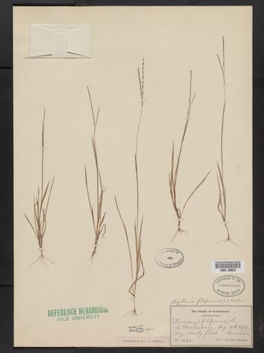 Digitaria filiformis