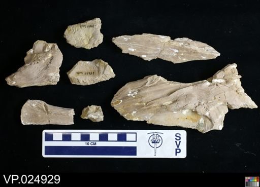 Platecarpus tympaniticus
