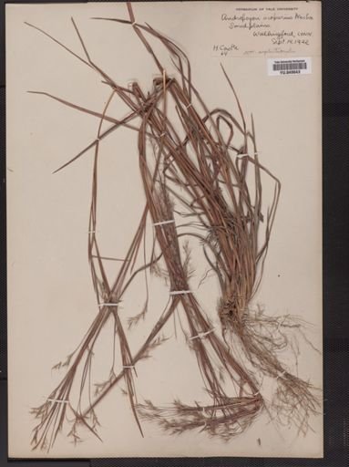 Andropogon scoparius