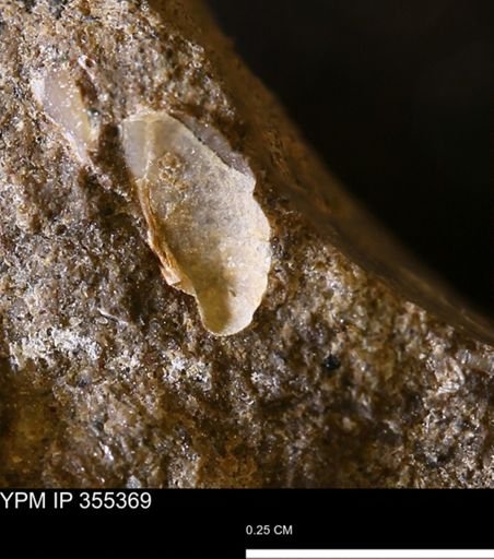 Bivalvia
