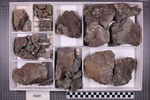 mixed taxa, stratigraphic collection