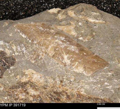 Baculites sp.