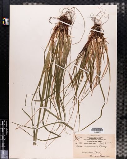 Carex communis
