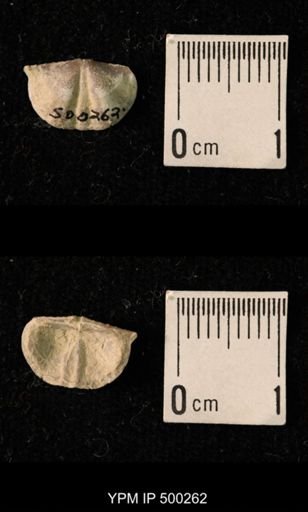Mesolobus mesolobus decipiens