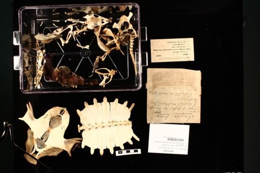 Apalone ferox