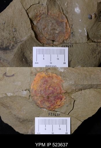 undet. Arthropoda