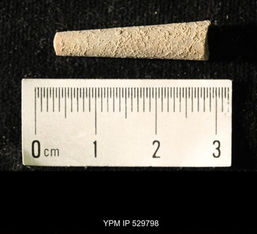 Pseudorthoceras knoxense