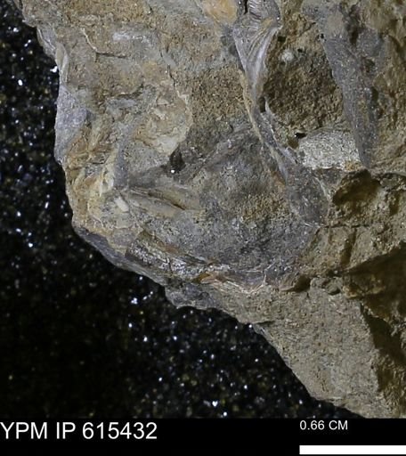 Inoceramus sp.