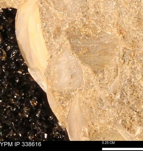 Protocardia subquadrata