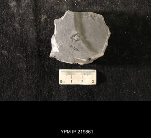 Triarthrus eatoni