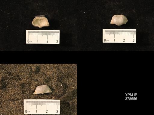 Marginifera wabashensis