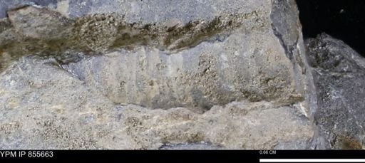 undet. Teredinidae