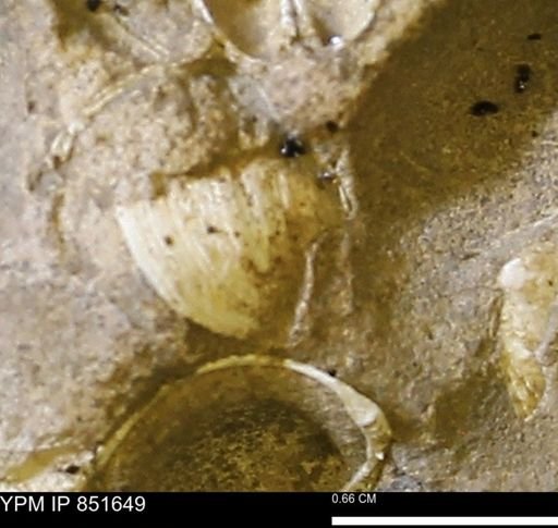 Limopsis striatopunctatus
