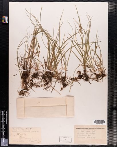 Carex aurea