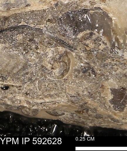 undet. Gastropoda